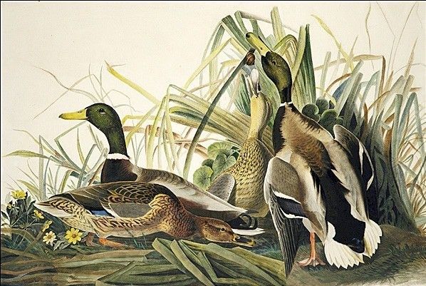 598x401 John James Audubon Mallard Painting - John James Audubon Painting