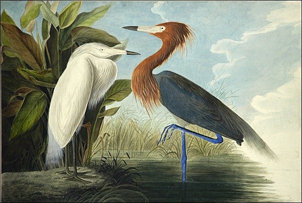 600x405 John James Audubon Reddish Egret Painting Best Reddish Egret - John James Audubon Painting