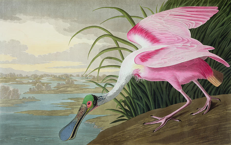 900x566 Roseate Spoonbill Painting By John James Audubon - John James Audubon Painting