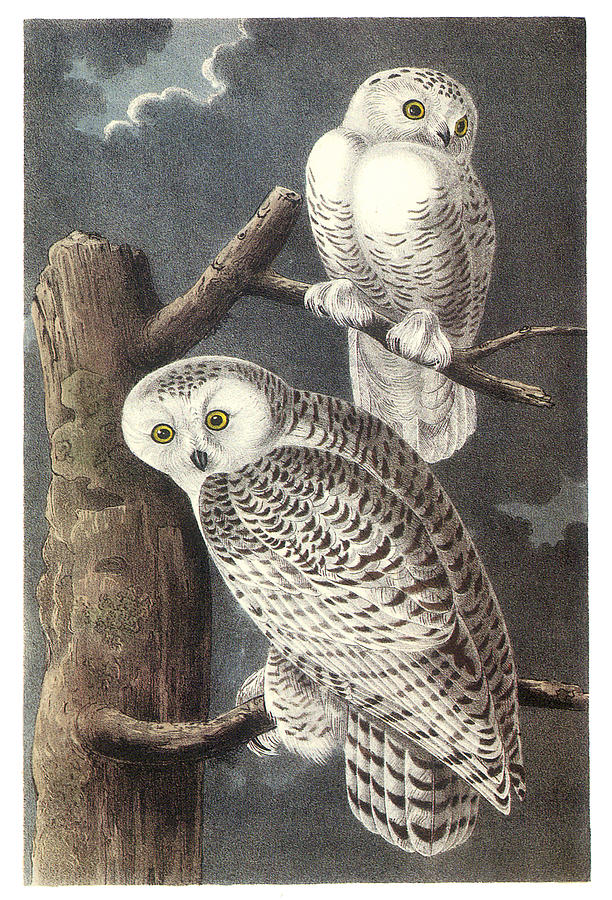 612x900 Snowy Owl Painting By John James Audubon - John James Audubon Painting