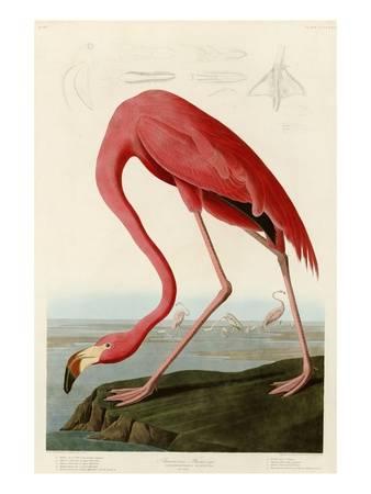338x450 American Flamingo Giclee Print By John James Audubon - John James Audubon Painting
