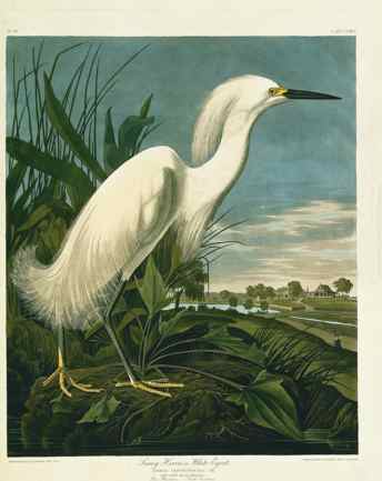 344x433 To Follow Nature In Her Walks The Art And Environmentalism - John James Audubon Painting