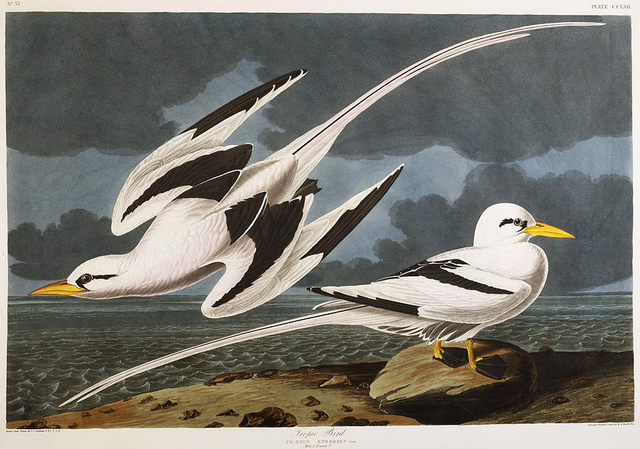 900x632 Tropic Bird Painting By John James Audubon - John James Audubon Painting