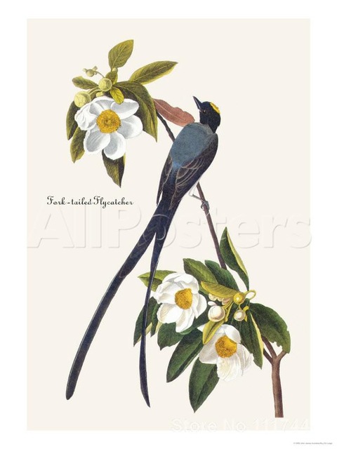 480x640 Art Animals Fork Tailed Flycatcher John James Audubon Paintings - John James Audubon Painting