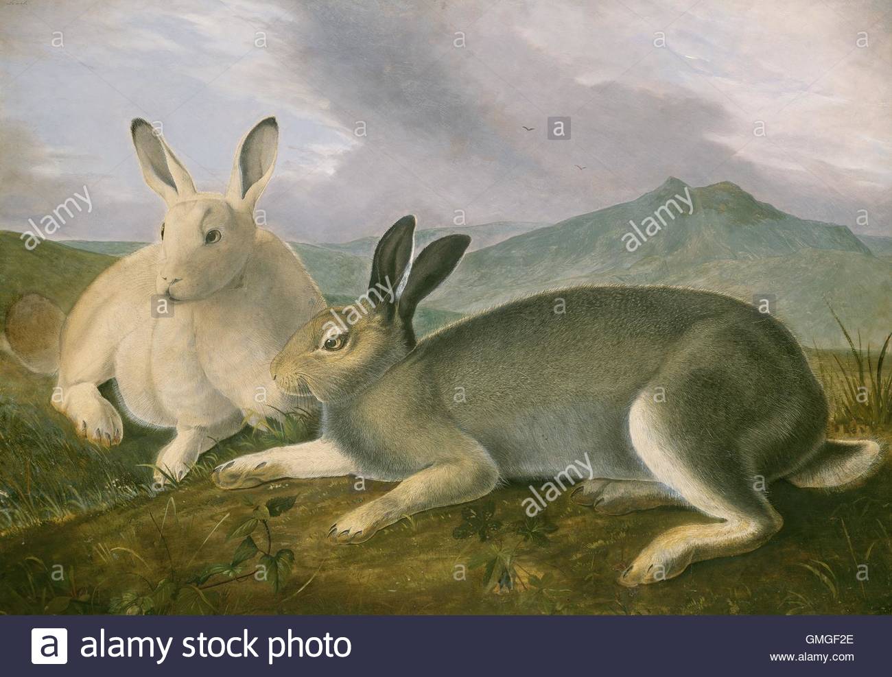 1300x987 Arctic Hare, By John James Audubon, 1841, American Painting Stock - John James Audubon Painting