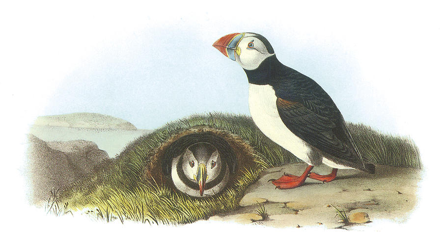 900x495 Atlantic Puffin Painting By John James Audubon - John James Audubon Painting