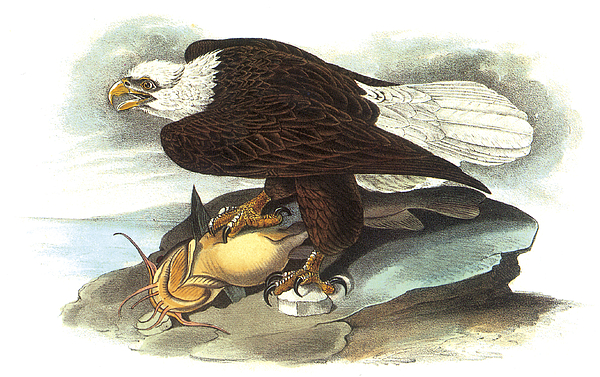 600x377 Bald Eagle Painting By John James Audubon - John James Audubon Painting