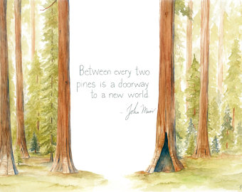 340x270 John Muir Painting Etsy - John Muir Painting