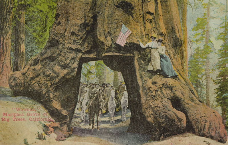 799x507 The Wawona Tree Tunnel Read, Seen, Heard - John Muir Painting