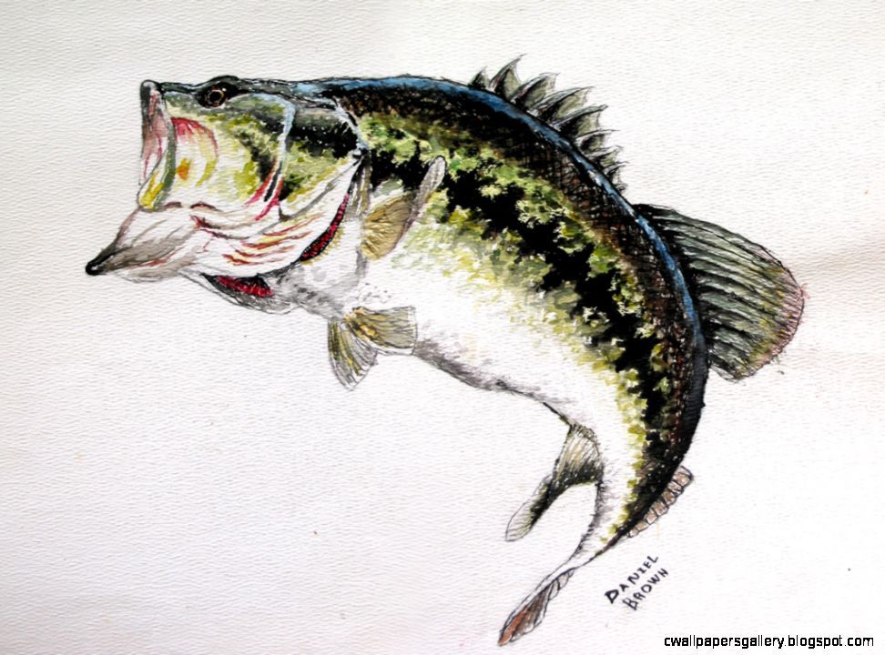 972x720 Largemouth Bass Jumping Drawing Wallpapers Gallery Fish - Jumping Bass Painting