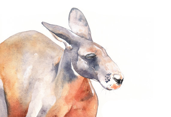 570x390 Kangaroo Painting K089 Print Of Watercolor Painting A4 Print - Kangaroo Painting