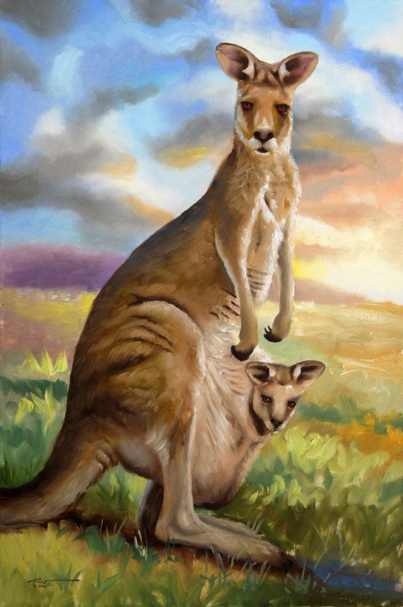 570x858 Kangaroo Wildlife Animal Large 36x24 Oils On Canvas Painting By - Kangaroo Painting
