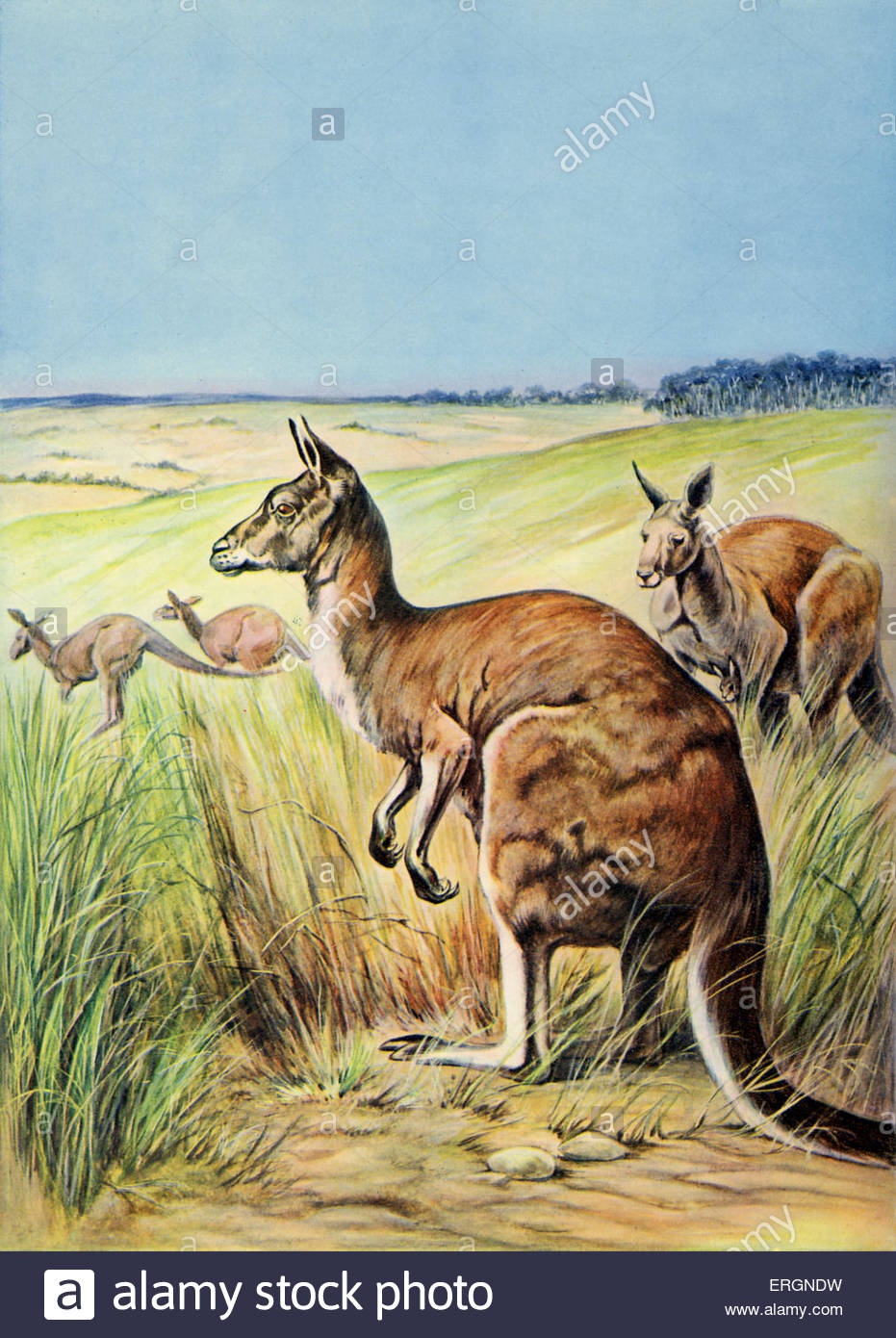 931x1390 Kangaroo. After Artist Painting. Caption Reads - Kangaroo Painting