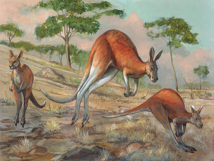 900x677 Red Kangaroo Painting By Ace Coinage Painting By Michael Rothman - Kangaroo Painting