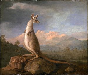 300x256 The Kongouro From New Holland - Kangaroo Painting