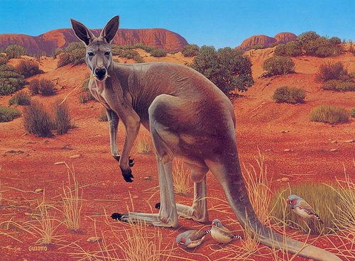 500x368 Beauty Will Save, Viola, Beauty In Everything - Kangaroo Painting