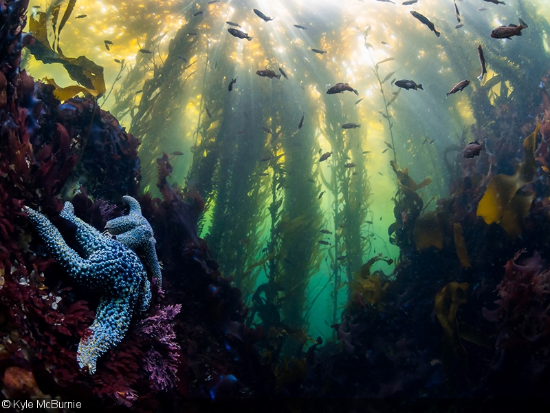 800x600 Underwater Photography In Kelp Forests - Kelp Forest Painting