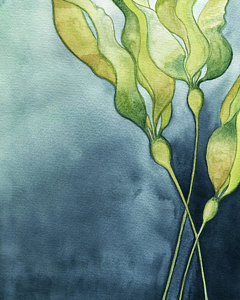 240x300 Bull Kelp Painting By Clary Sage Moon - Kelp Painting
