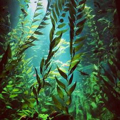 236x236 Clear Winter Water And Healthy Kelp Forests Make For A Great - Kelp Painting