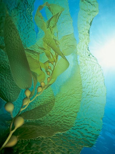 394x529 Diane Carnevale Giant Sea Kelp - Kelp Painting