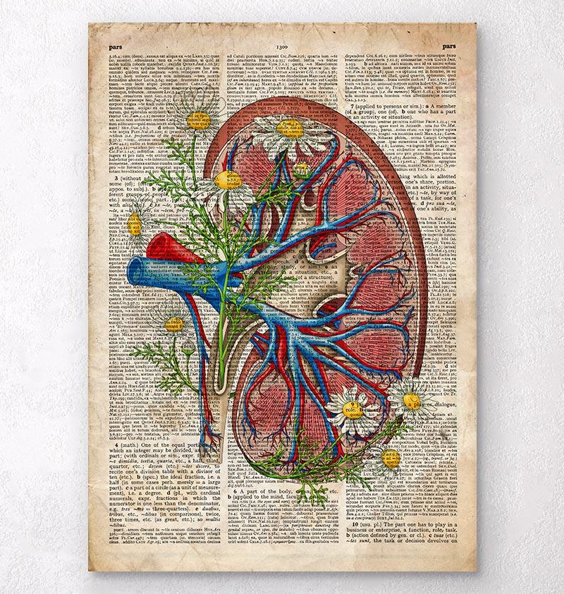 800x842 Kidney Anatomy Art Poster - Kidney Painting