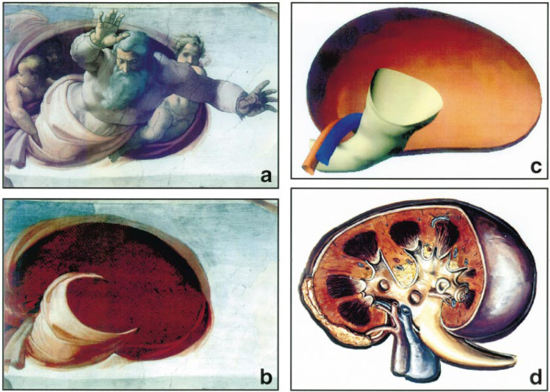 791x564 Michelangelo Art, Anatomy, And The Kidney - Kidney Painting