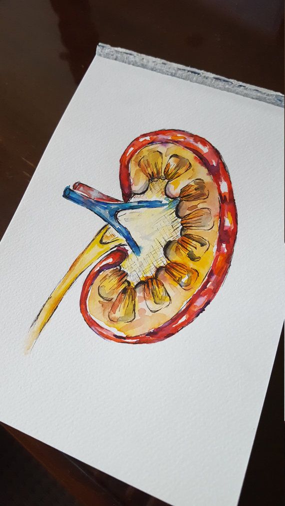 570x1013 Watercolouranatomy Art Kidney Watercolor And Draw - Kidney Painting