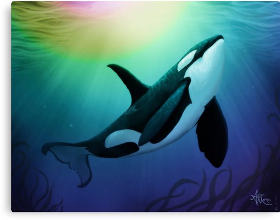 550x432 The Dreamer Ascends By Artist Amber Marine ~ (Copyright 2015 - Killer Whale Painting