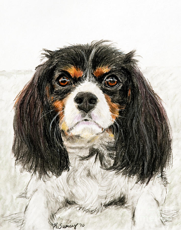 710x900 Cavalier King Charles Spaniel Painting Pastel By Kate Sumners - King Charles Spaniel Painting