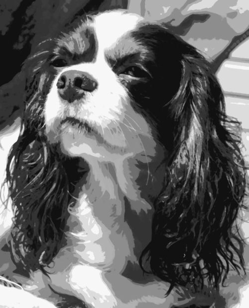 500x618 Cavalier King Charles Spaniel Dog Pop Art Paint By Number Kit - King Charles Spaniel Painting