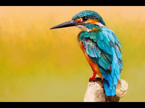 480x360 Kingfisher Bird - Kingfisher Painting