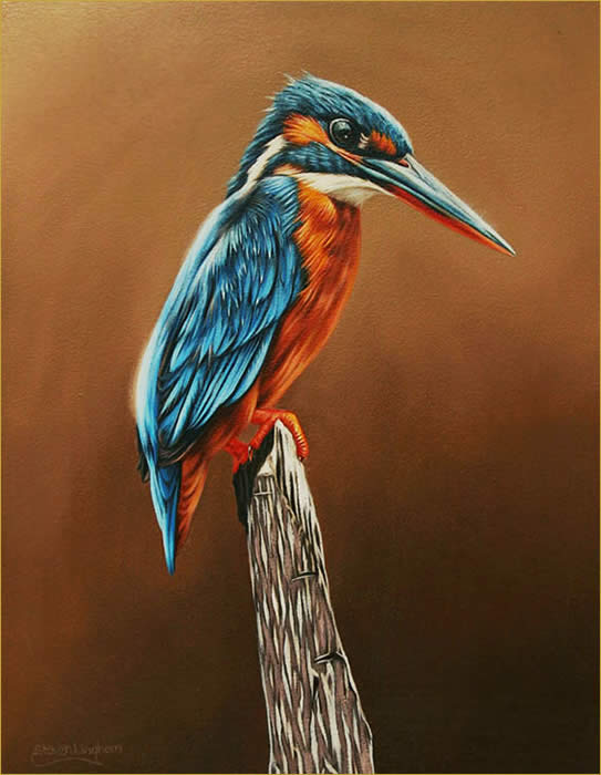 543x700 Steven Lingham - Kingfisher Painting