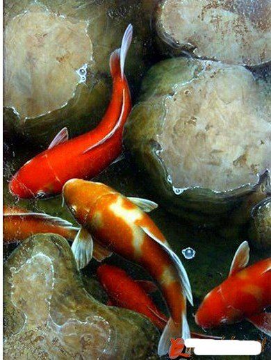 390x518 Fish Oil Painting - Koi Fish Oil Painting