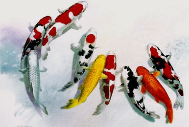 386x260 Koi 5075 Watercolor Koi, Watercolor And Koi Painting - Koi Watercolor Painting