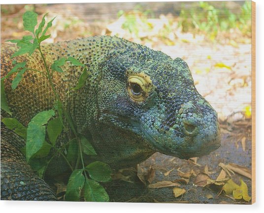 536x433 Komodo Dragon Painting By Manale Images - Komodo Dragon Painting