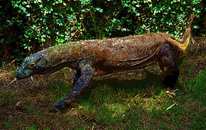 300x190 Komodo Dragon Paintings Fine Art America - Komodo Dragon Painting