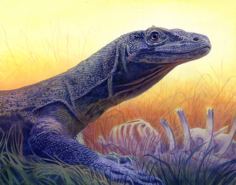 806x631 Komodo Dragon By Alanpaints - Komodo Dragon Painting