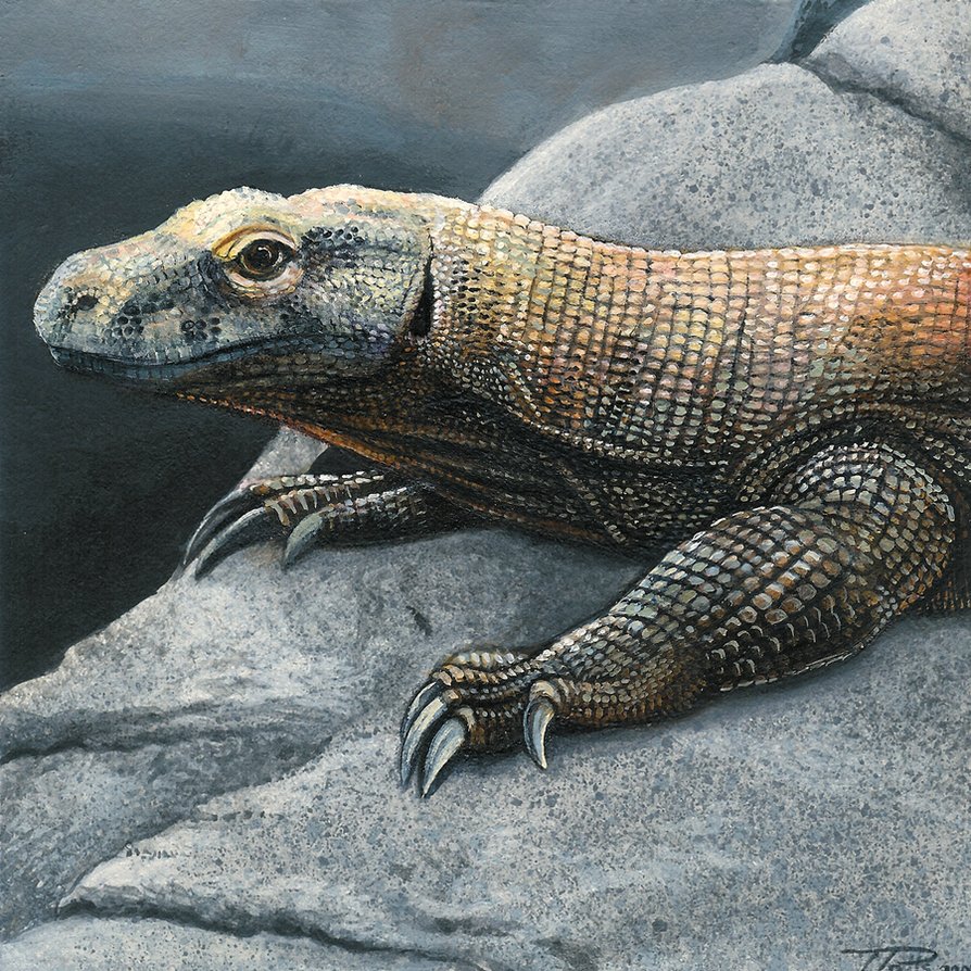 894x894 Komodo Dragon By Dragonosx - Komodo Dragon Painting