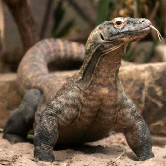 340x340 Komodo Dragon (Papo - Komodo Dragon Painting