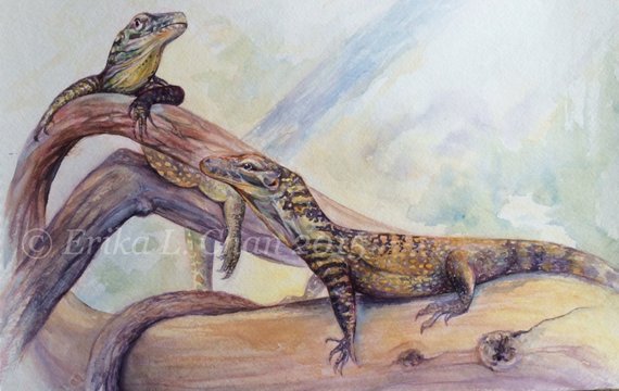 570x360 Original Watercolor Komodo Dragon Babies Painting 12x18inch - Komodo Dragon Painting