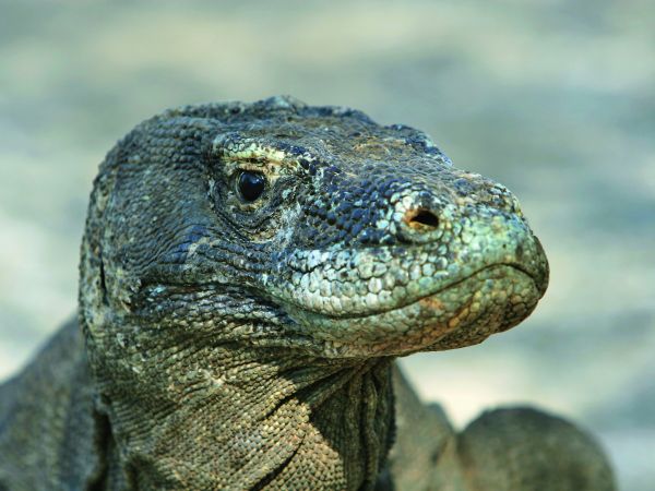 600x450 Diving With Dragons - Komodo Dragon Painting