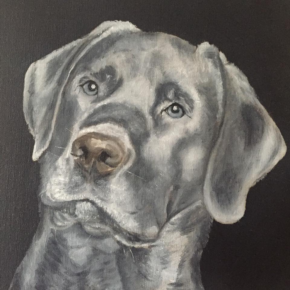 960x960 Silver Lab 12 By 12 Inch Oil Painting Dog On Canvas By James Page - Lab Painting