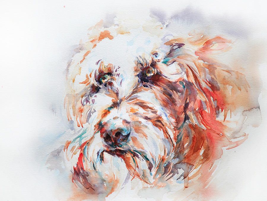 900x677 Labradoodle Painting Pastelwatercolor Paintings - Labradoodle Painting