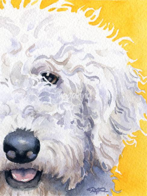 488x650 Stunning Labradoodle Artwork For Sale On Fine Art Prints - Labradoodle Painting