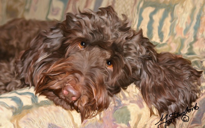 659x414 Digital Hand Painted Fine Art Photography By Artist Mark Stanford - Labradoodle Painting