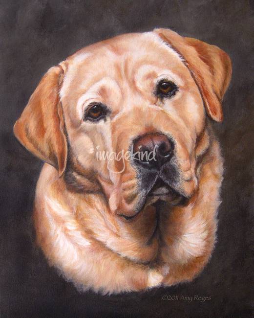 520x650 Yellow Labrador Dog Portrait Painting By Amy Reges - Labrador Painting