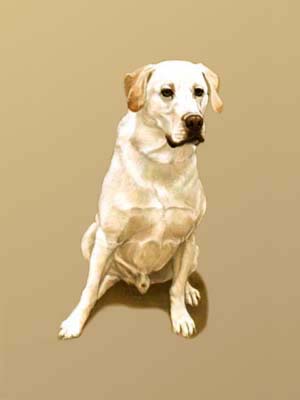 300x400 Dog Portraits Yellow Labrador Retriever Painting Of Bertie By - Labrador Painting