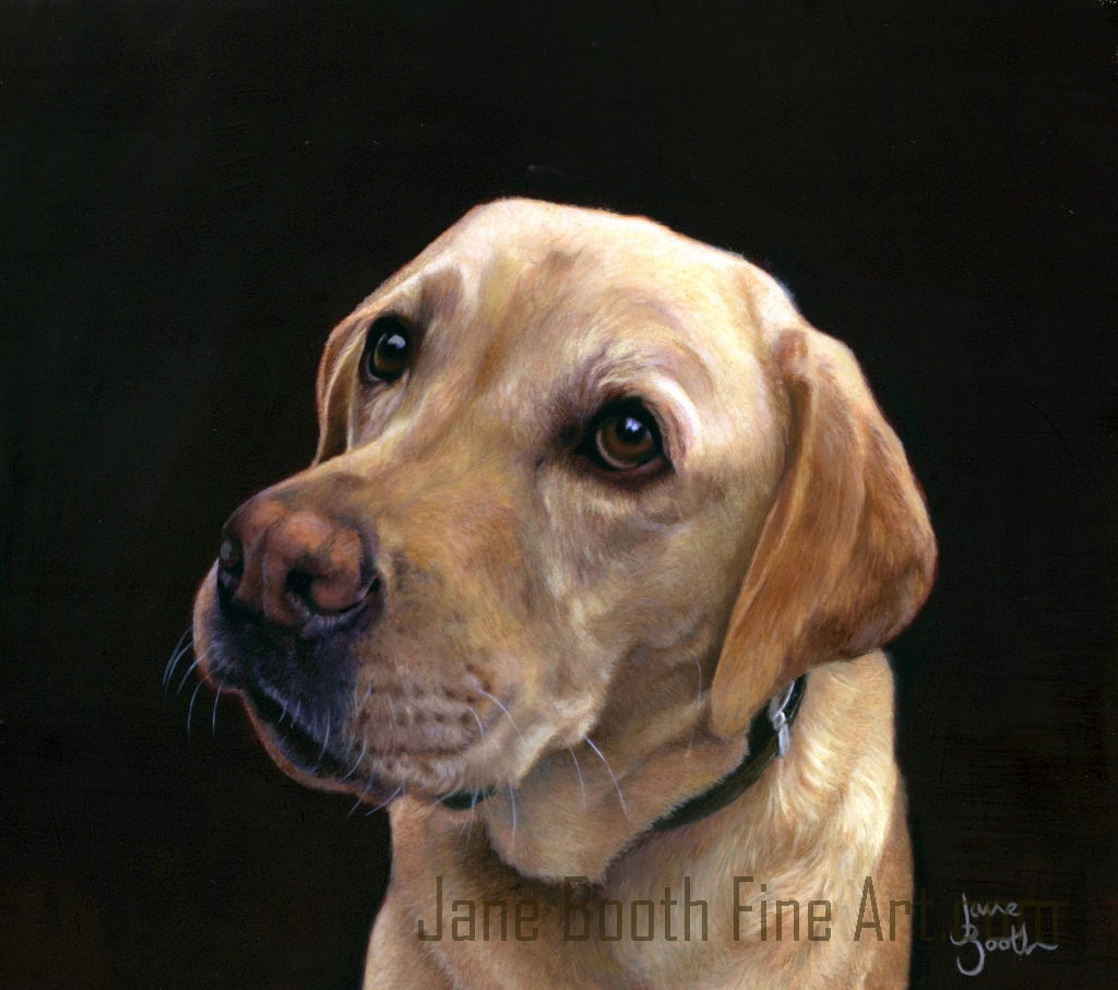 1024x907 Dogs Jane Booth Fine Art Paintings - Labrador Painting