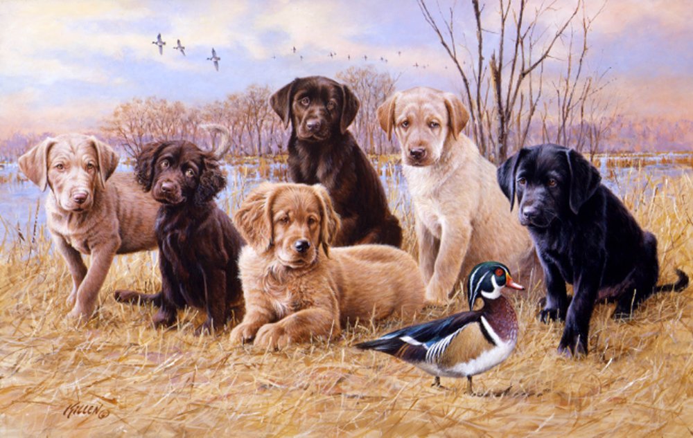 1000x633 Labrador Retriever Colors - Labrador Retriever Painting