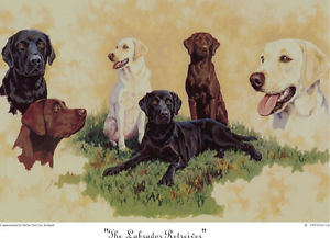 300x217 Border Fine Arts - Labrador Retriever Painting
